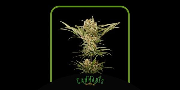 Amnesia Haze - Nejlepší Amnesia Cannabis Seeds 2024