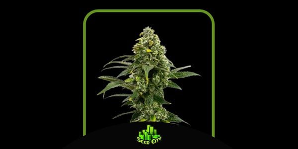 Най-добрите семена за марихуана Amnesia 2024