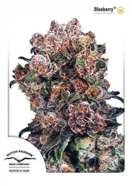 Blueberry - 10 beste zoete cannabissoorten