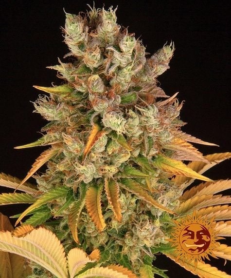 GMO - Top Strongest Indica Strain