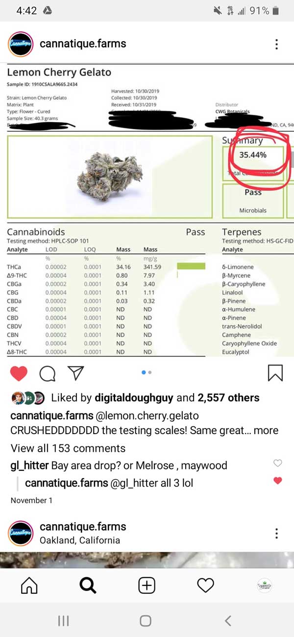 Risultato di laboratorio per semi ad alto THC