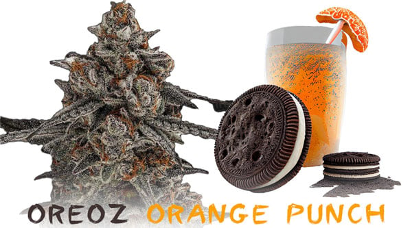 Oreoz Orange Punch 稀有大麻菌株 2023