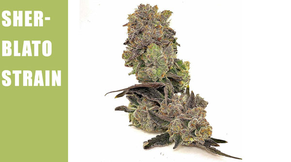 Sherblato Top 2024 Cannabis Seeds