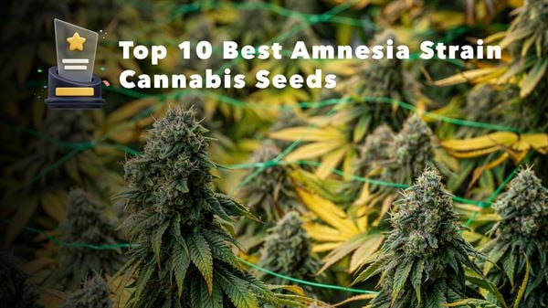 Top 10 Amnesia Haze Seeds v roce 2024