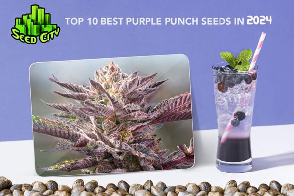 10 najboljih Purple Punch sjemenki 2024