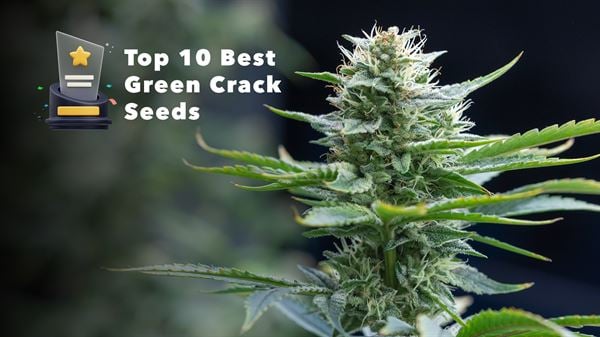 Top 10 Green Crack -siemeniä vuonna 2024