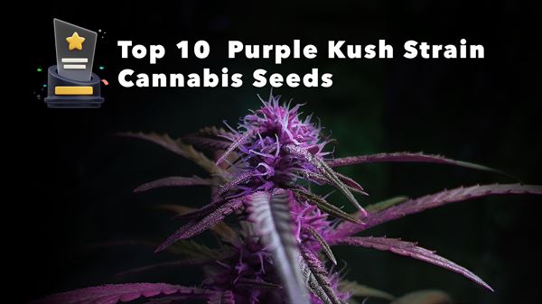 Top 10 Purple Kush Seeds v roce 2024