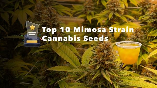 As 20 melhores sementes de Mimosa em 2024