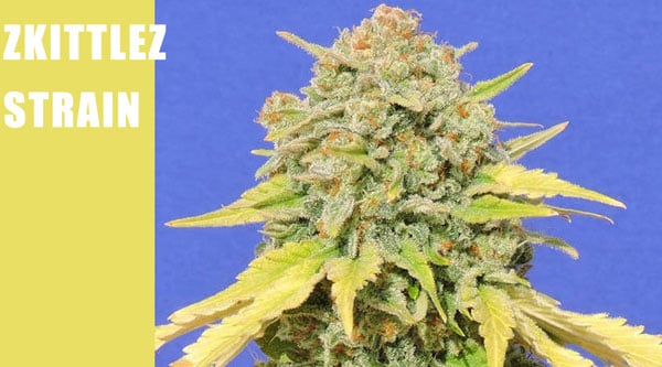 Top Cannabis Seeds in 2024 Zkittlez