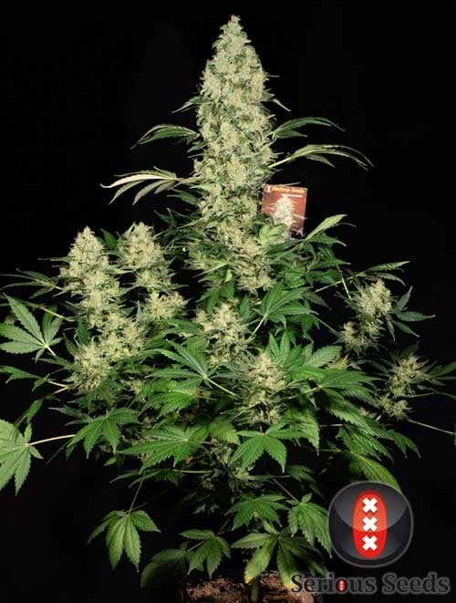 AK 47 Sativa Saksı Tohumları