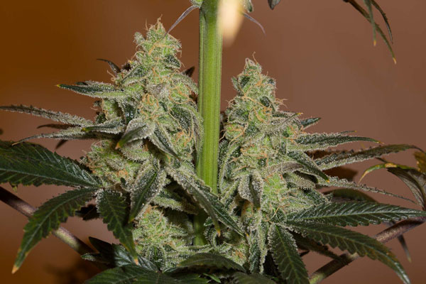 Amnesia CBD Bästa CBD Seeds i 2024