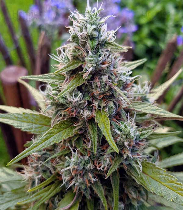 Amnesia Mac Ganja High Yield Weed Seeds