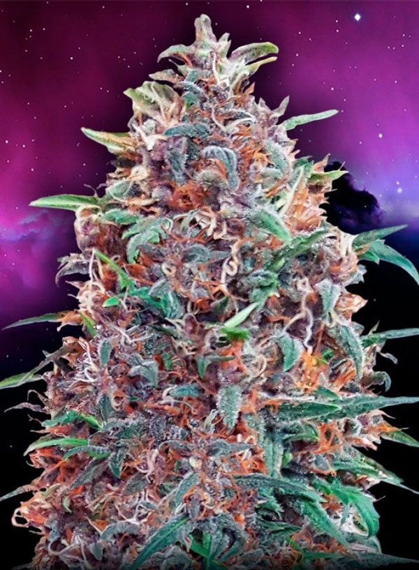 Top 10 autosoorten Purple Diesel