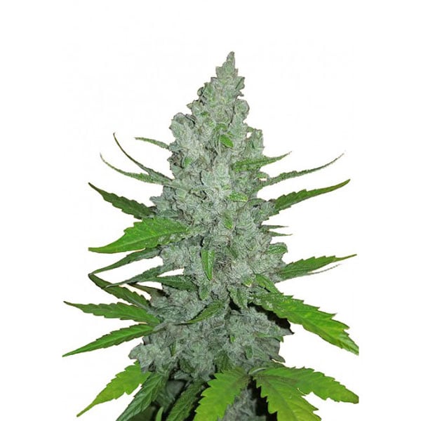 Semillas Auto Sour Diesel a la venta