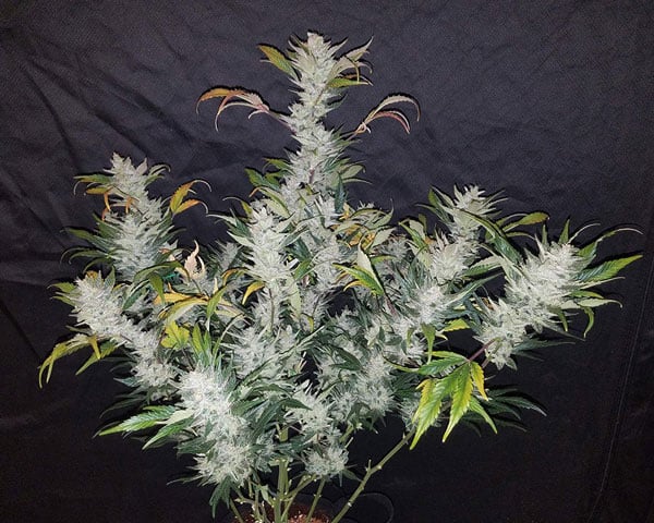 Autoflowering potzaden