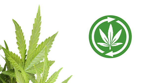 Bäst Autoflowering Cannabis Frön 2024