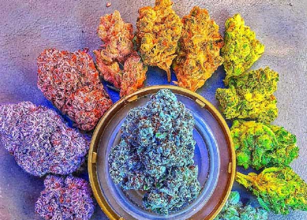 De beste verzamelbare cannabiszaden van 2024
