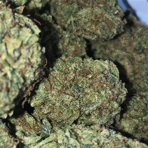 Best Marijuana Seeds