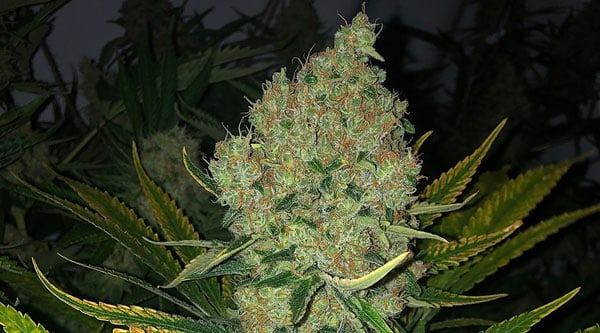 Las mejores variedades de cannabis Runtz - Bubblegum Runtz