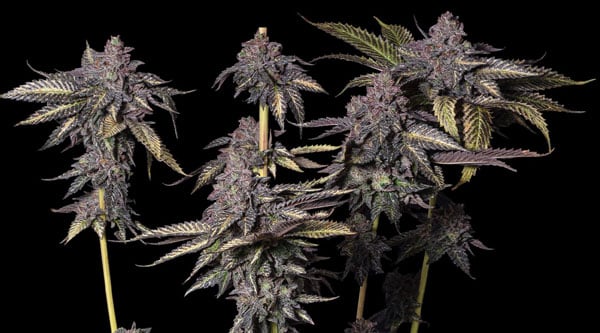 Die besten Runtz-Cannabissorten - Purple Runtz