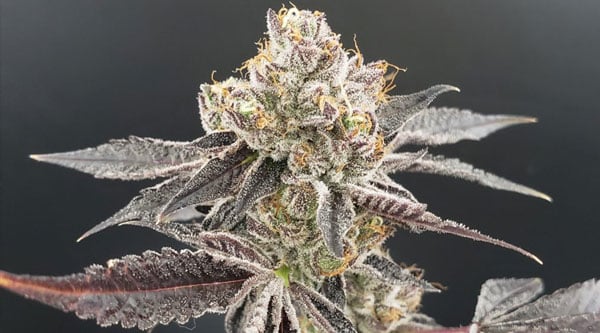 Top Runtz Cannabis Strains - Rainbow Runtz