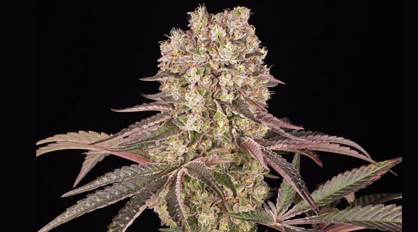 Best Runtz Strains - Runtz Muffin