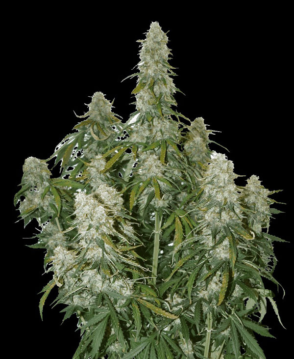 Big Bud Auto Meilleures Variétés Auto