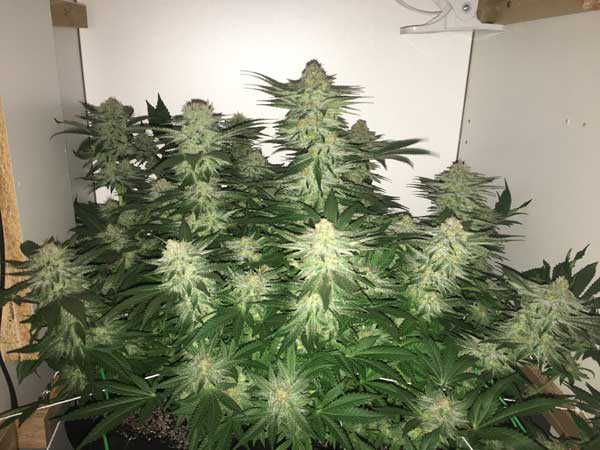 Semillas de malezas Big Bud de alto rendimiento