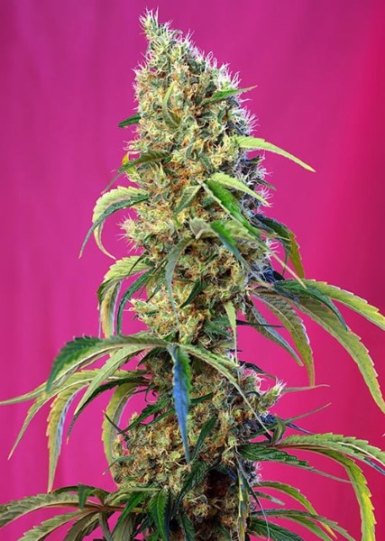 Black Jack CBD - Meilleures variétés de marijuana