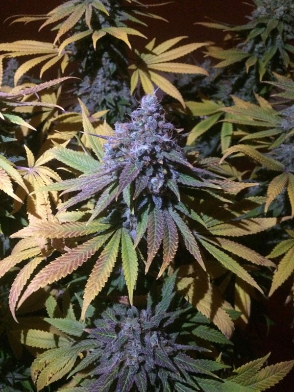 Blimburn America Grand Daddy Purple Seeds