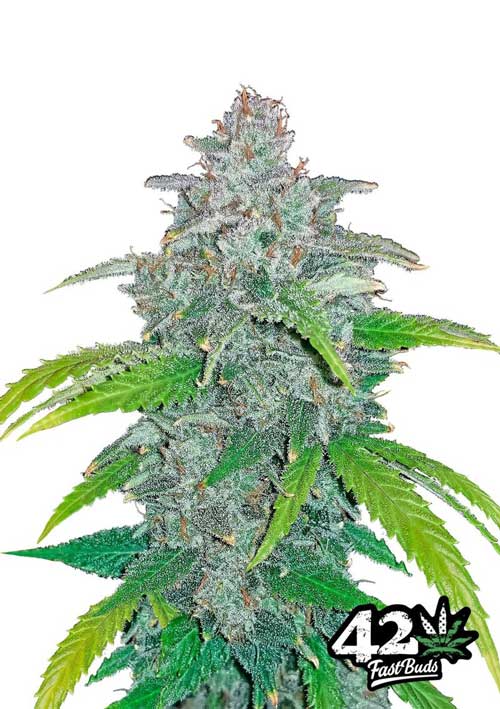 Sementes de Ervas Daninhas Auto Blue Dream