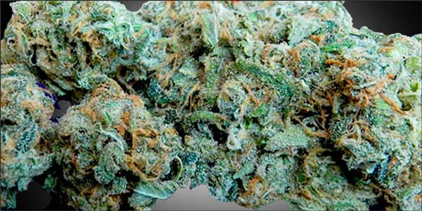 Ricerche Blue Dream High Cannabis