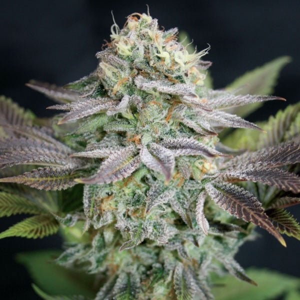 Blue Dream Weed Seeds САЩ