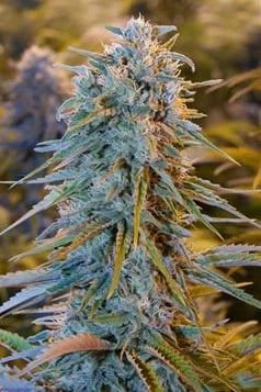 Υψηλή THC Μαριχουάνα Σπόροι Blue Dream