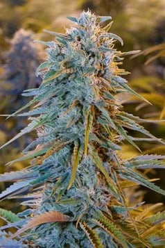 Graines de marijuana THC Blue Dream