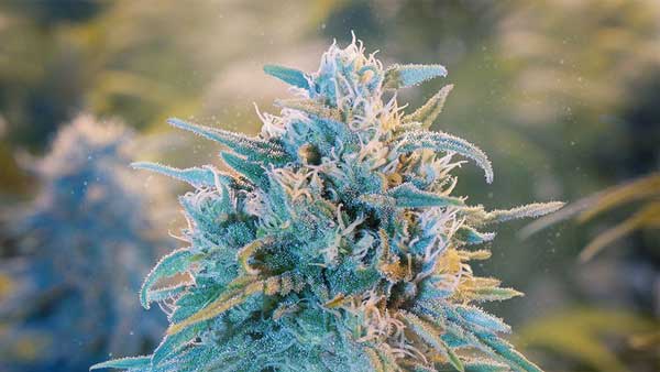 Semena plevelů Blue Dream