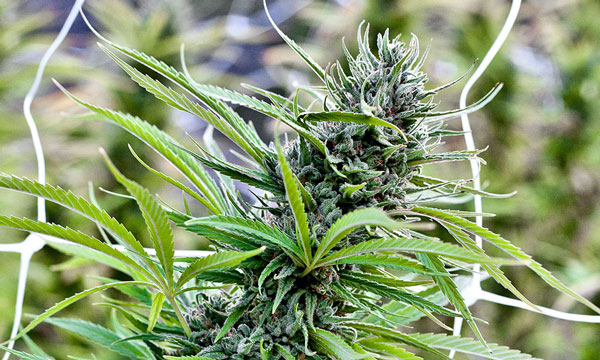 Semillas de Blue Dream Sativa Pot