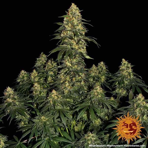 Blue Gelato 41 Productor de monstruos