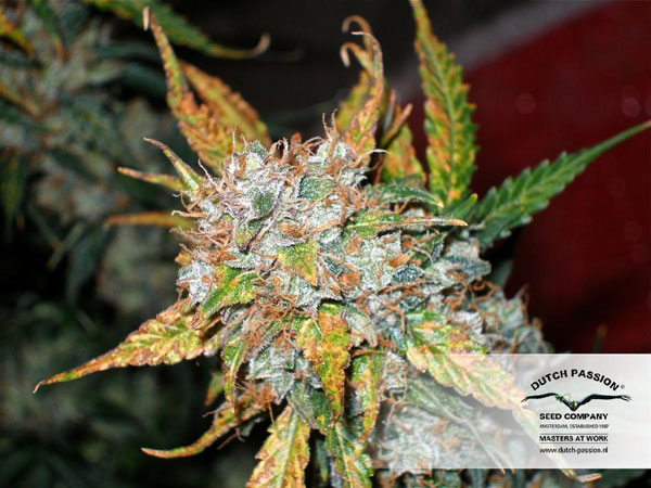 藍莓 2021 年最佳甜大麻種子