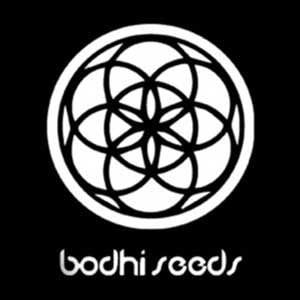 „Bodhi“ geriausios kanapių sėklos