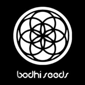 Bodhi mejores semillas de marihuana