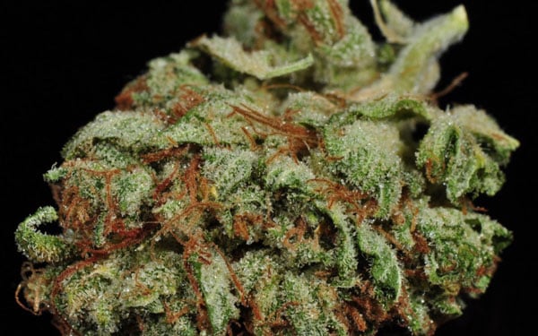 Le migliori varietà di cannabis nel 2023 - Bruce Banner