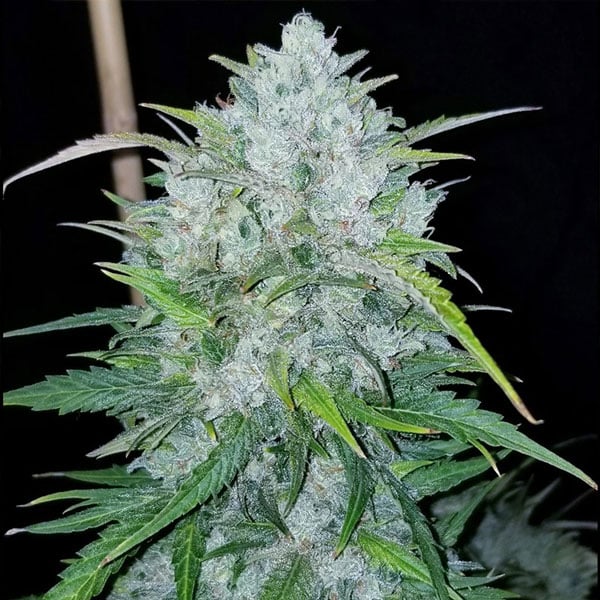 Bruce Banner BSB Marijuana Seeds for Sale