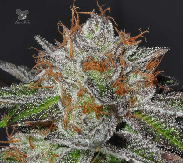 Bruce Banner Weed Seeds - Colorado stammer