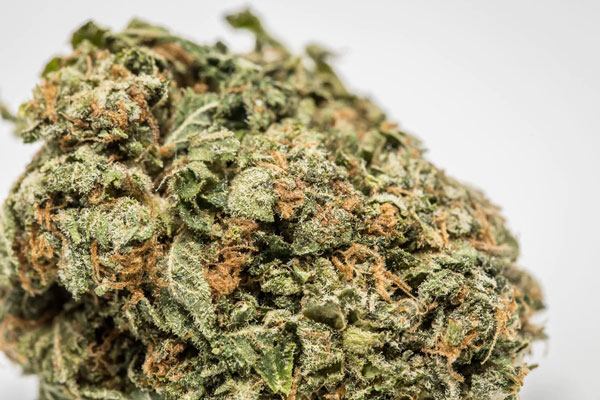 Sementes de Cannabis Bruce Banner para venda