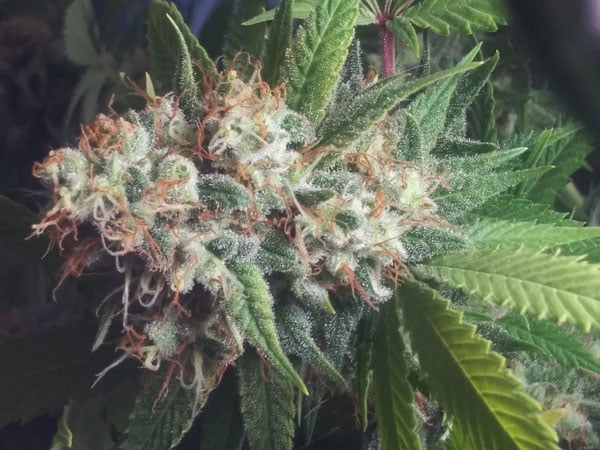 Bruce Banner 2024 parhaat Sativa-kannat