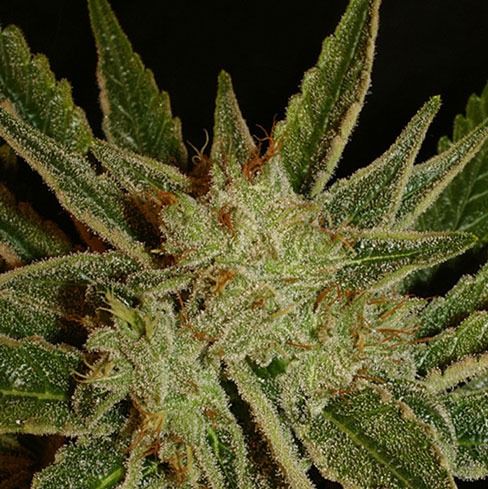 Bubblegum søte cannabisstammer