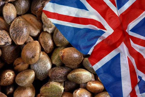 Osta kannabiksen siemeniä Isosta-Britanniasta – valtava valikoima yksittäisiä siemeniä