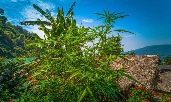 Acheter des graines de cannabis thaïlandaises