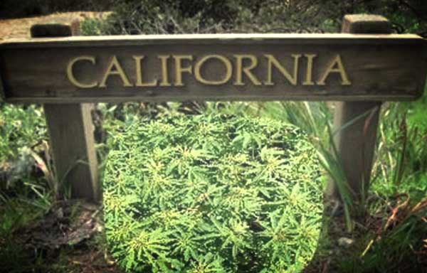 Banque de graines de cannabis de Californie
